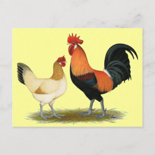 Penedesenca Chickens Briefkaart