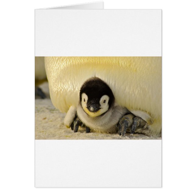 Penguin baby (Voorkant)