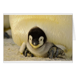 Penguin baby