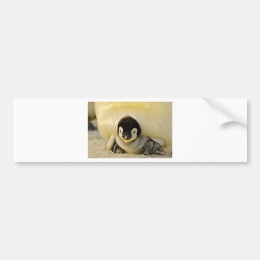 Penguin baby bumpersticker (Voorkant)