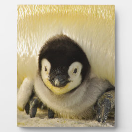 Penguin baby fotoplaat