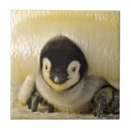 Penguin baby tegeltje