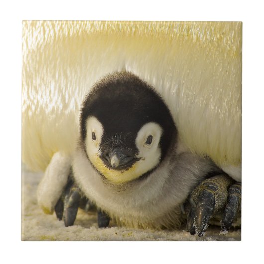 Penguin baby tegeltje (Voorkant)