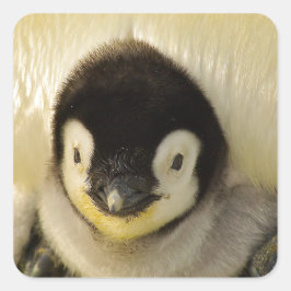 Penguin baby vierkante sticker