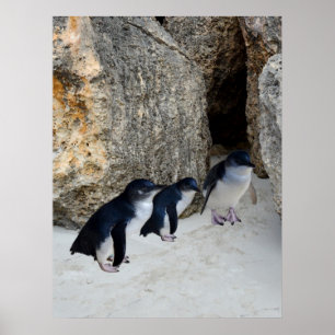 Penguin Beach House Poster