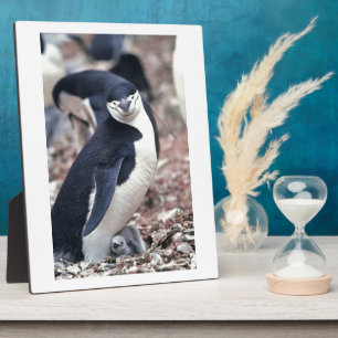 Penguin Bird Leuk Dier Zwart Wit Water Fotoplaat