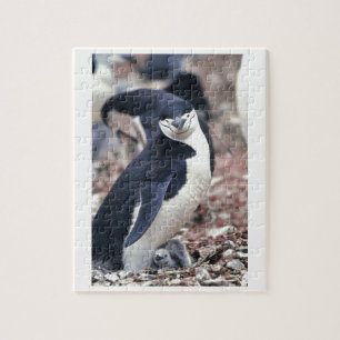 Penguin Bird Leuk Dier Zwart Wit Water Legpuzzel