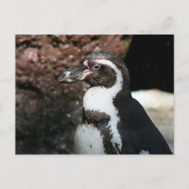 Penguin Briefkaart