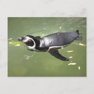 Penguin Briefkaart