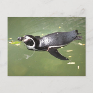 Penguin Briefkaart