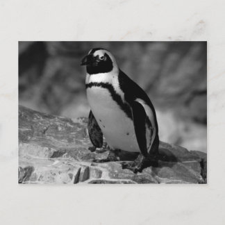 Penguin Briefkaart