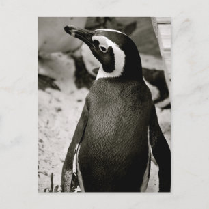 Penguin Briefkaart