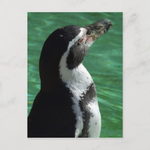Penguin Briefkaart