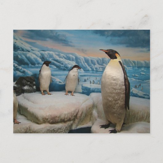 Penguin Briefkaart (Voorkant)