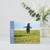 Penguin Chile Briefkaart (Staand voorkant)
