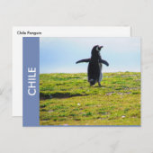 Penguin Chile Briefkaart (Voorkant / Achterkant)