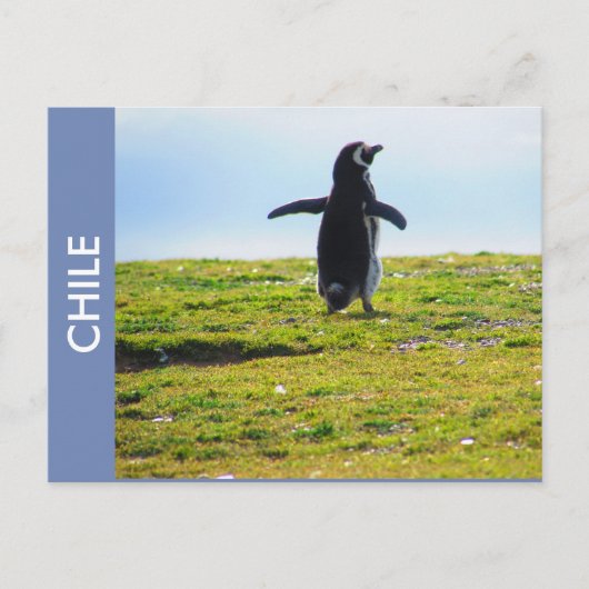 Penguin Chile Briefkaart (Voorkant)