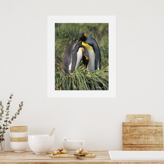 Penguin Cuddle Poster (Keuken)