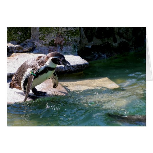 Penguin de Humboldt (Devant horizontal)