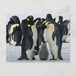 Penguin-familiekaart Briefkaart
