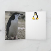 Penguin Kaart (Binnen)