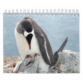 Penguin Kalender (Hoes)
