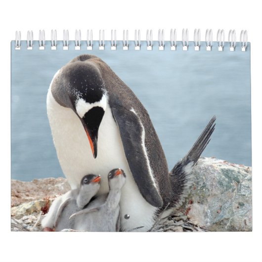 Penguin Kalender (Hoes)