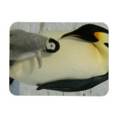 Penguin Looking at Chick Magneet (Horizontaal)