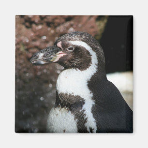 Penguin Magnet Magneet