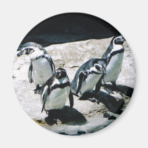 Penguin Magnet Magneet