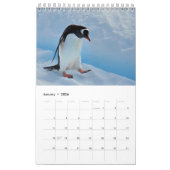 Penguin-Pedia: Pinguïns van de wereld Kalender (Jan 2026)