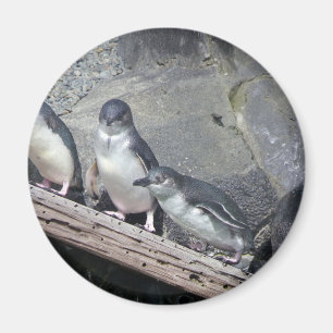 Penguin Perch Magneet