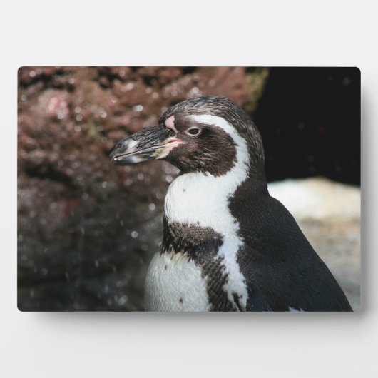Penguin Plaque Fotoplaat (voorkant)