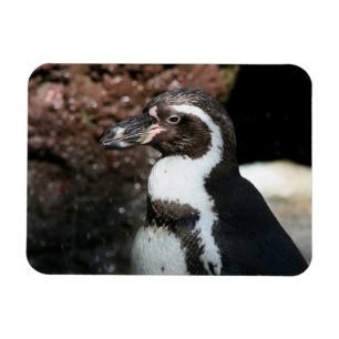 Penguin Premium Magnet Magneet