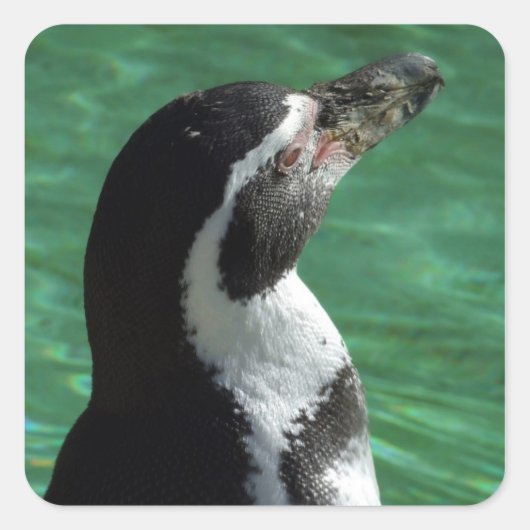 Penguin Stickers (Voorkant)