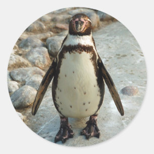 Penguin stickers