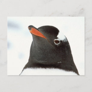 Penguin-tastic Briefkaart