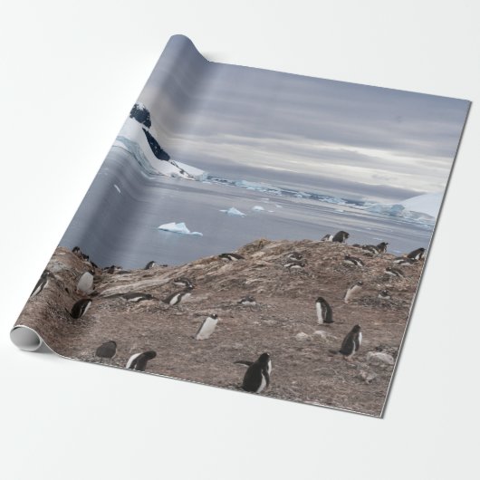 PENGUINES BESIDE ZEE CADEAUPAPIER (Uitgerold)