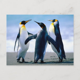 Penguins afspelen briefkaart