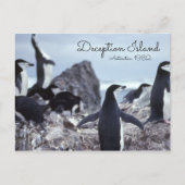 Penguins Antarctica Deception Island Briefkaart (Voorkant)