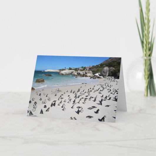 Penguins Boulders Beach | Zuid-Afrika Kaart (Voorkant)