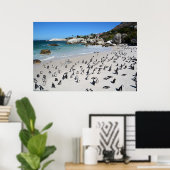 Penguins Boulders Beach | Zuid-Afrika Poster (Thuiskantoor)