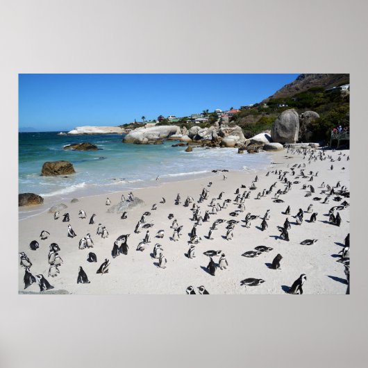 Penguins Boulders Beach | Zuid-Afrika Poster (Voorkant)