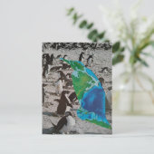 Penguins collage briefkaart (Staand voorkant)