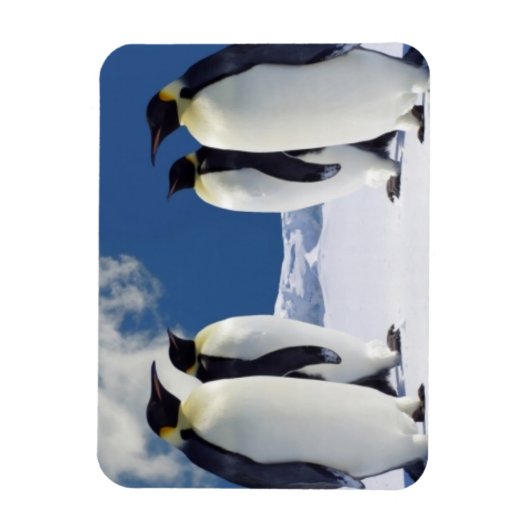 Penguins Magnet Magneet (Verticaal)