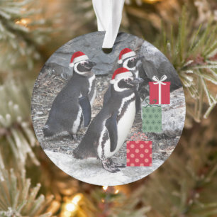 Penguins portant le chapeau du Père Noël