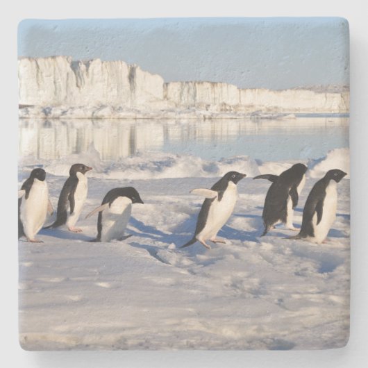 Penguins Stone Onderzetter (Voorkant)