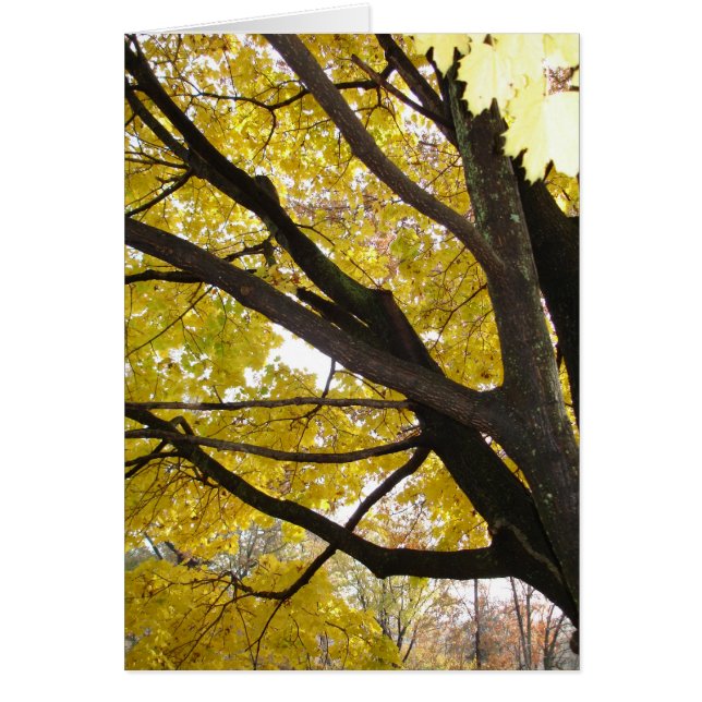 Pennsylvania Gold (Voorkant)