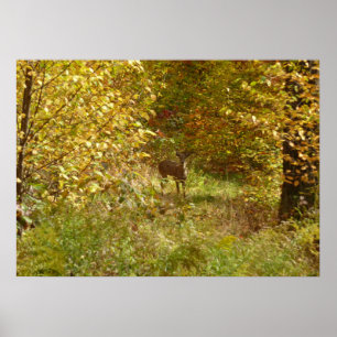 Pennsylvania Herten in de Herfst Natuur Poster