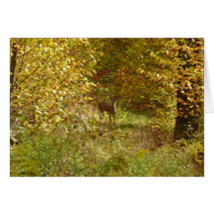Pennsylvania Herten in Herfst Natuur